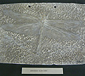 Museo del fossile del Monte Baldo
